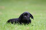 CANE CORSO 1240